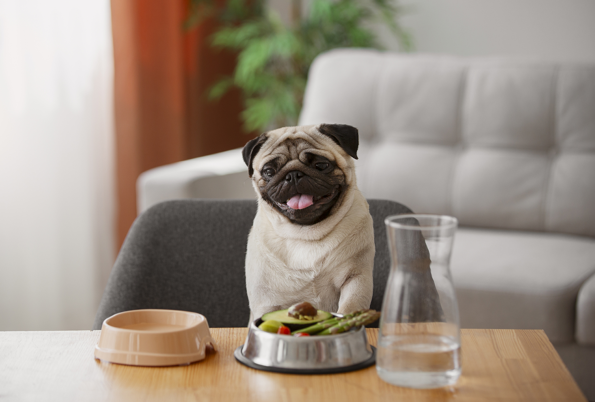 Suplimentarea dietei la animalele de companie 